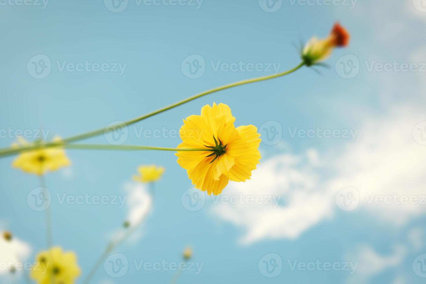 Kosmosblumen blühen vor blauem Himmelshintergrund, Nahaufnahme der Kosmosblumenblüte am Morgen. Selektiver Fokus der natürlichen Kosmosblumenpflanze, die in der Frühlingssaison im Garten im Freien blüht. foto