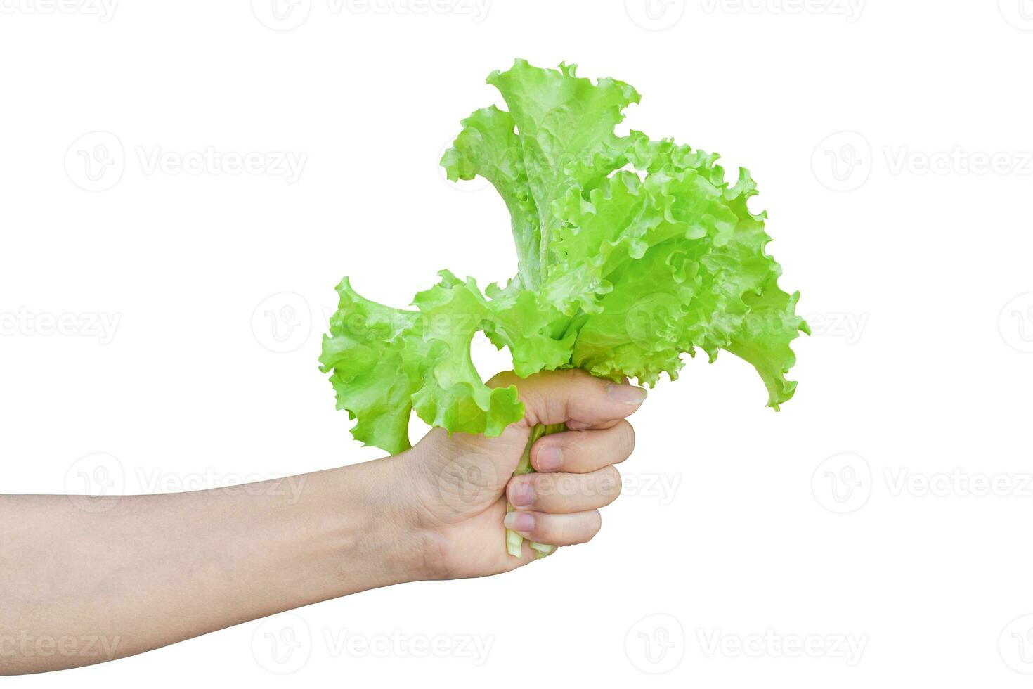 Salatsalat in der Hand isoliert auf weißem Hintergrund. mit Beschneidungspfad. foto