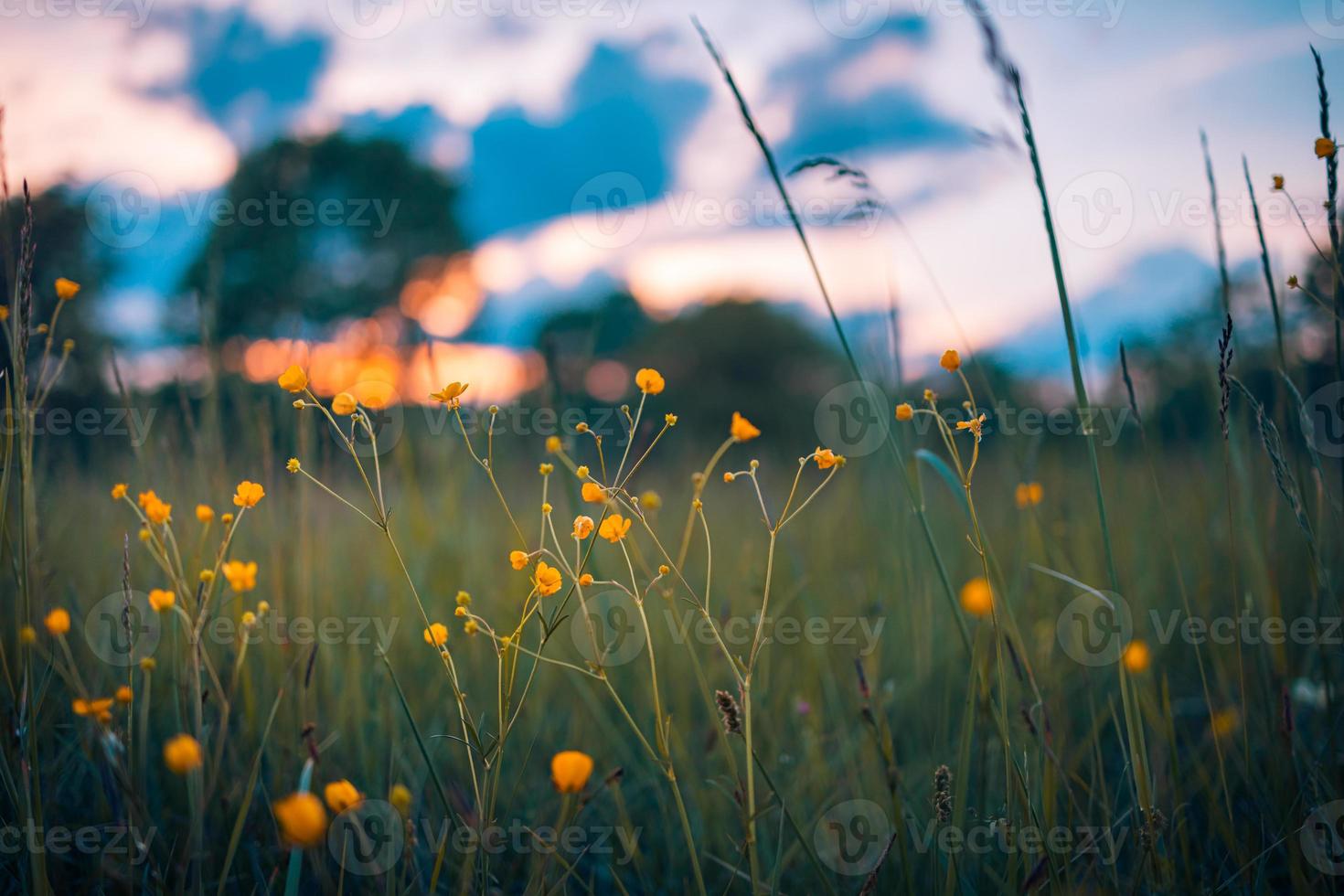 gelbe Wildblumen und grüne Wiese im Waldhintergrund im Abendsonnenlicht, verschwommene Frühlingssommerlandschaft. traum bokeh natur nahaufnahme, idyllisches abenteuer naturlandschaftlich. foto