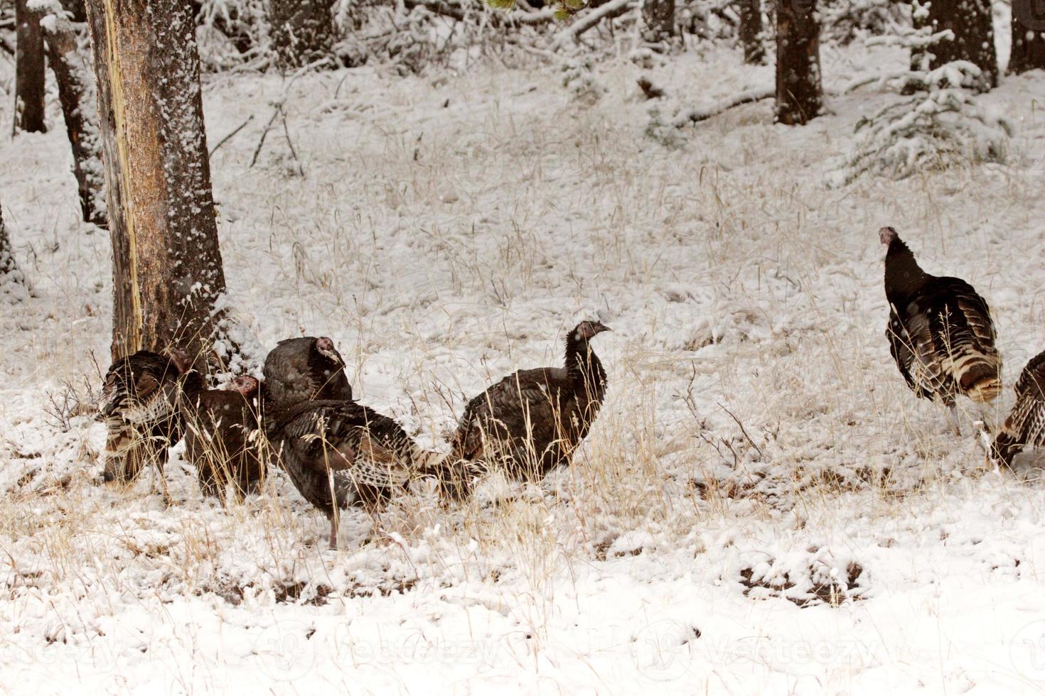 wilder Truthahn im Winter foto