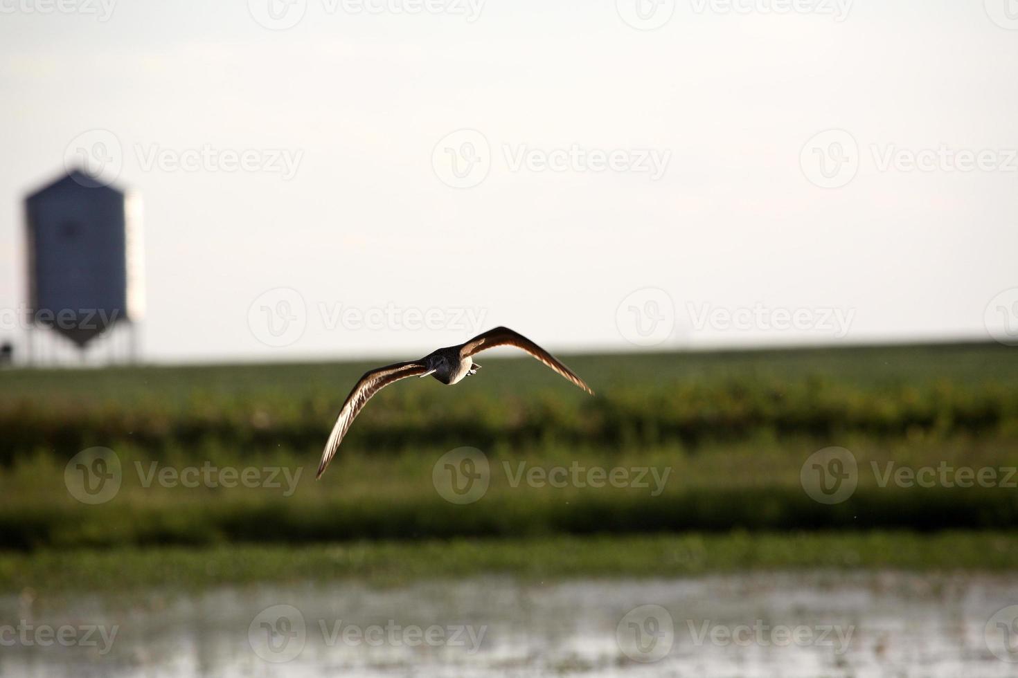 Uferschnepfe im Flug im malerischen Saskatchewan foto