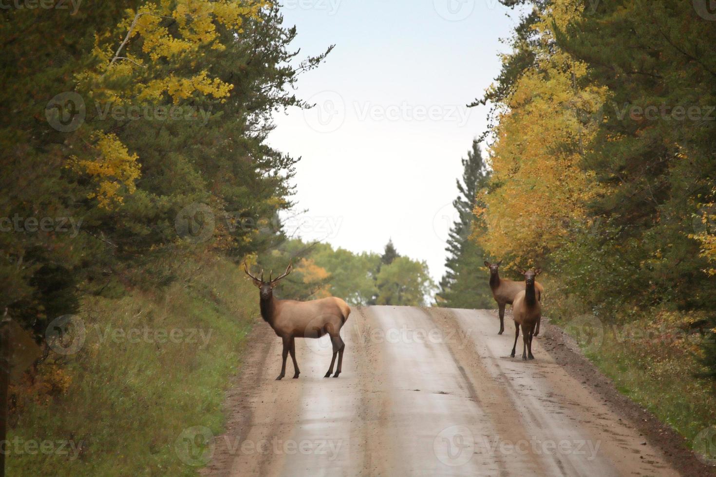 wilder Elch entlang einer Landstraße im malerischen Saskatchewan foto