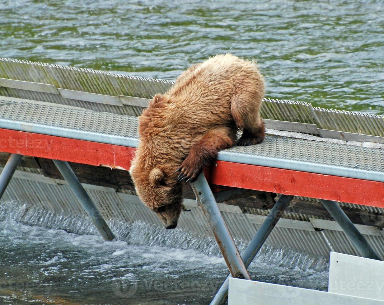 Die Fische sehen so nah aus foto