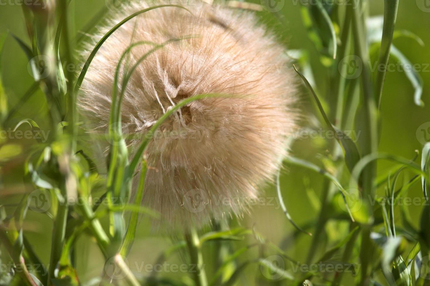 Löwenzahn-Puffball entlang der Landstraße von Saskatchewan gefunden foto