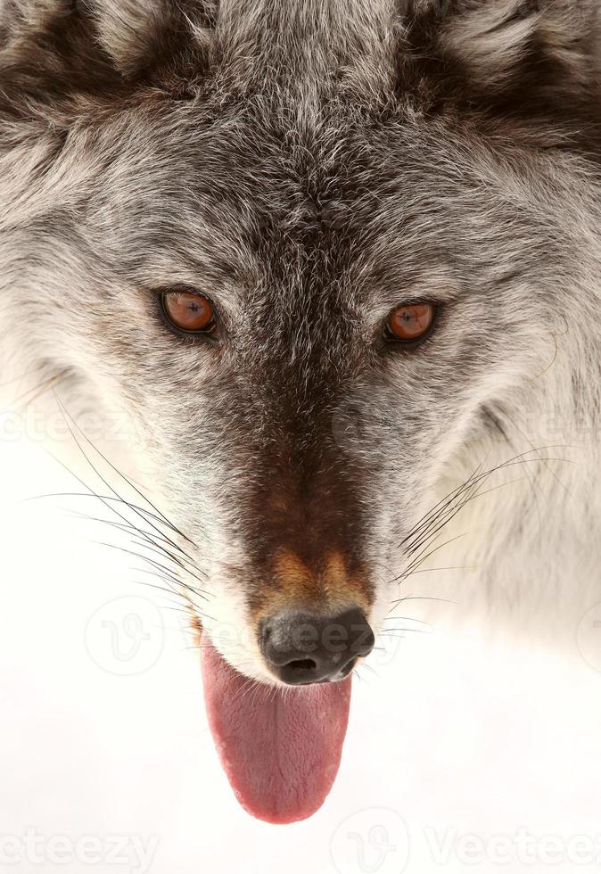 Nahaufnahme des grauen Wolfs foto