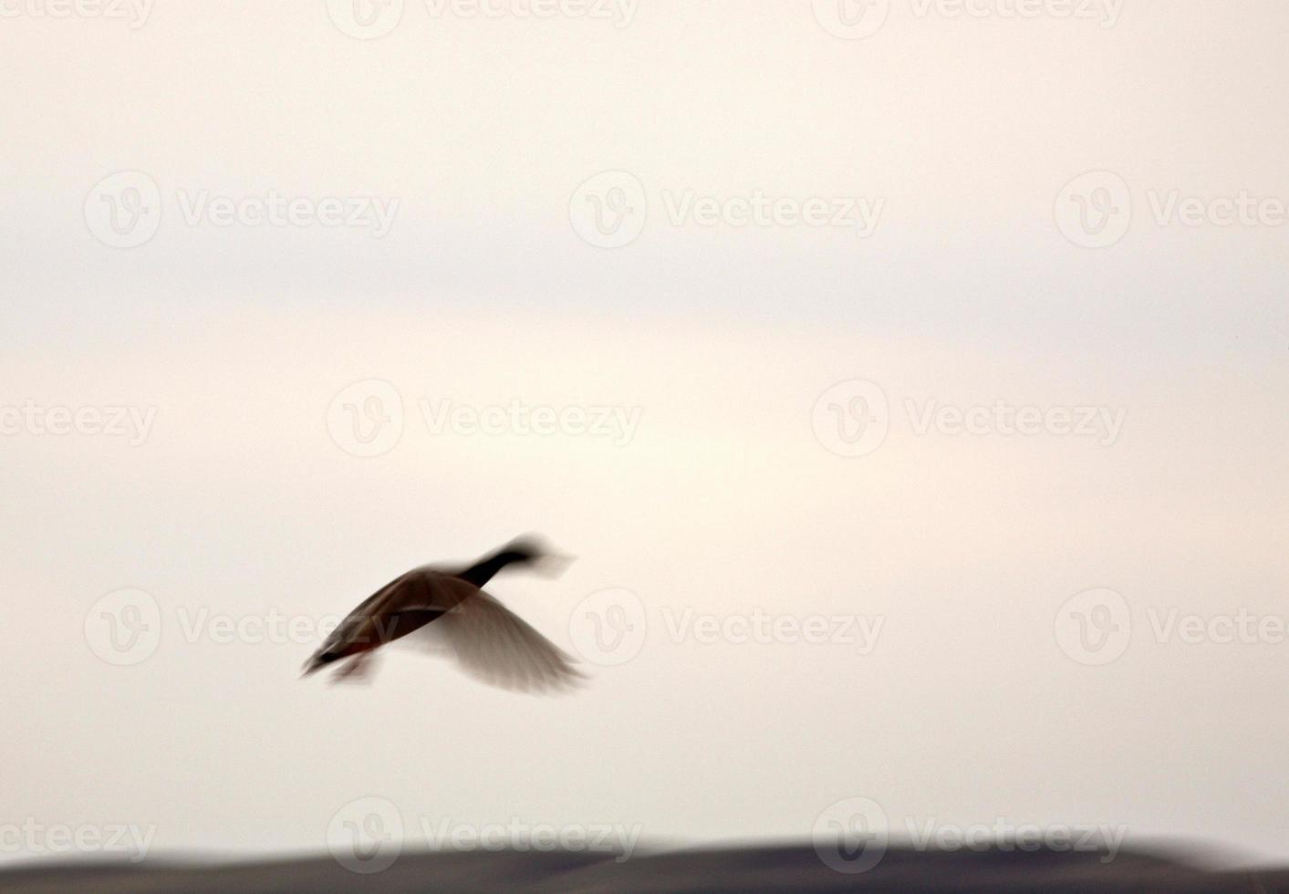 unscharfes Bild der Ente im Flug foto