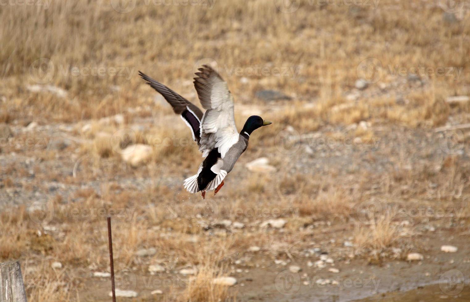 Stockente Erpel im Flug foto