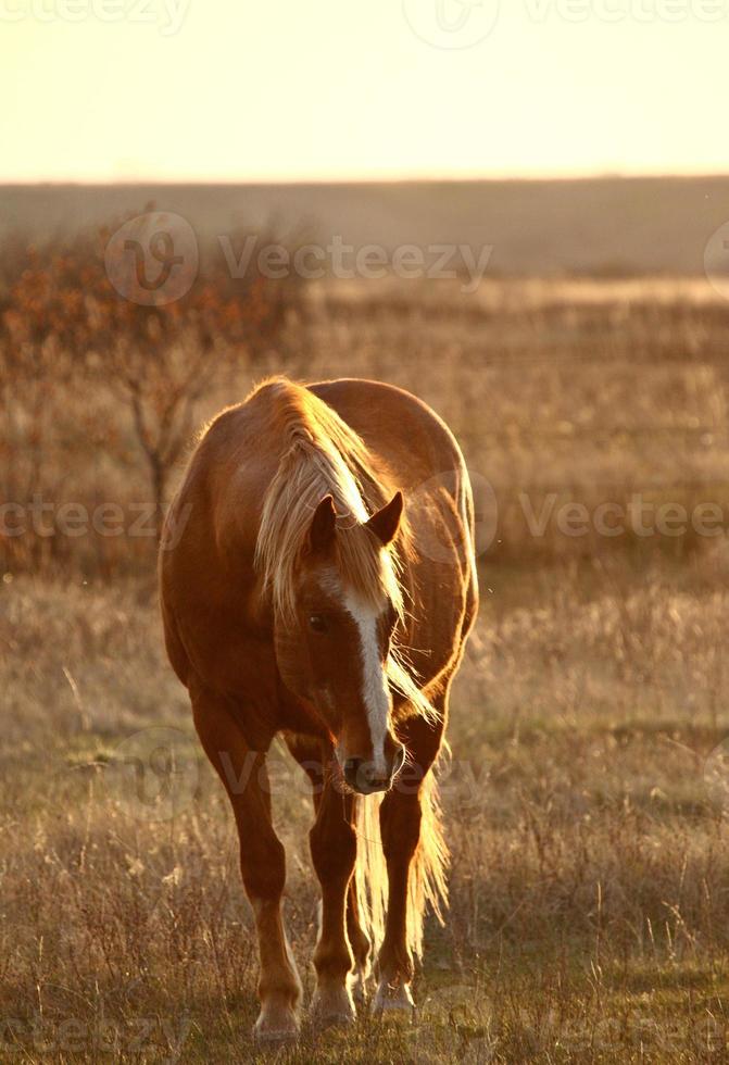 Pferd auf der Weide foto