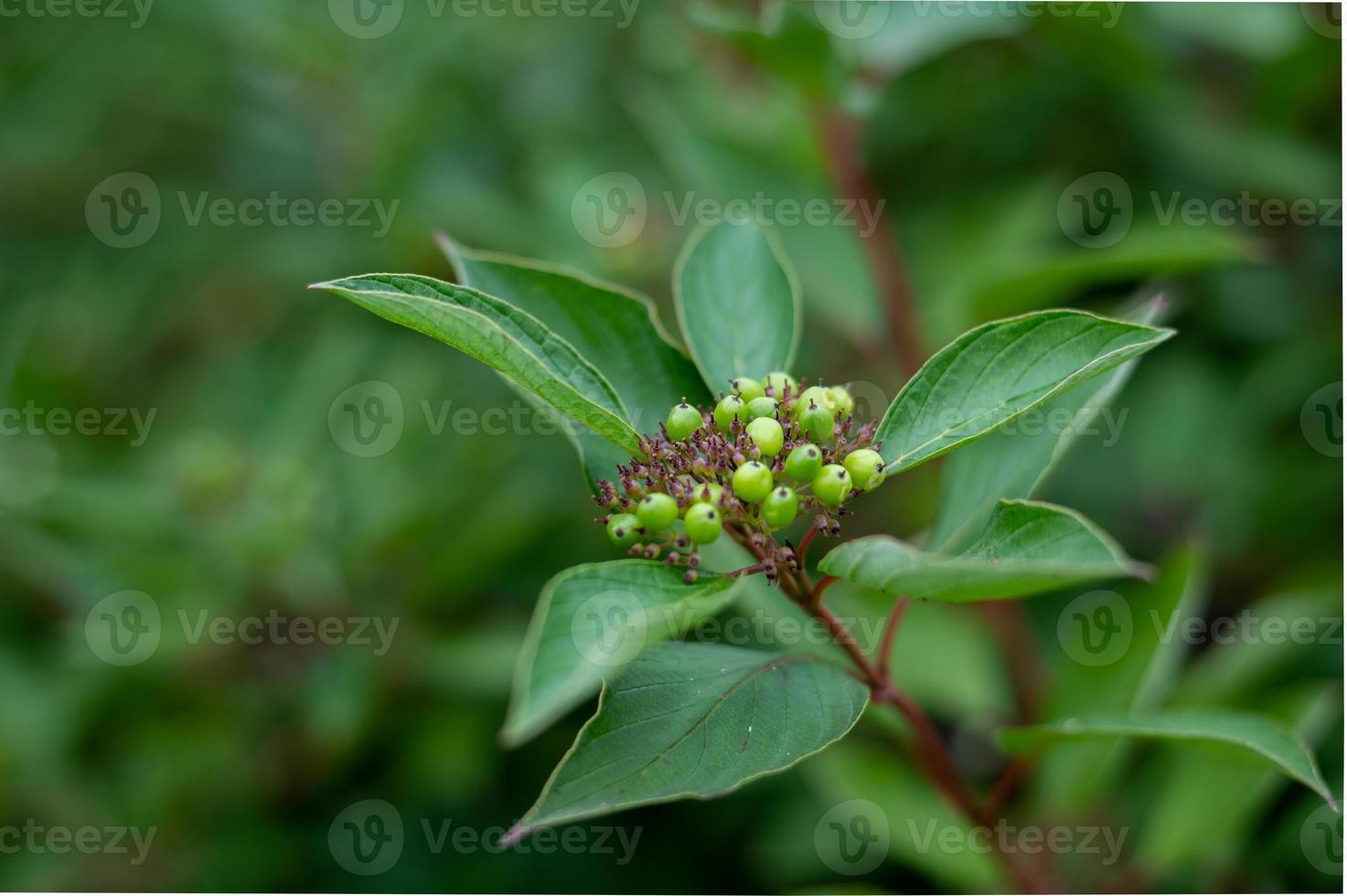 Hartriegel aus roter Korbweide foto