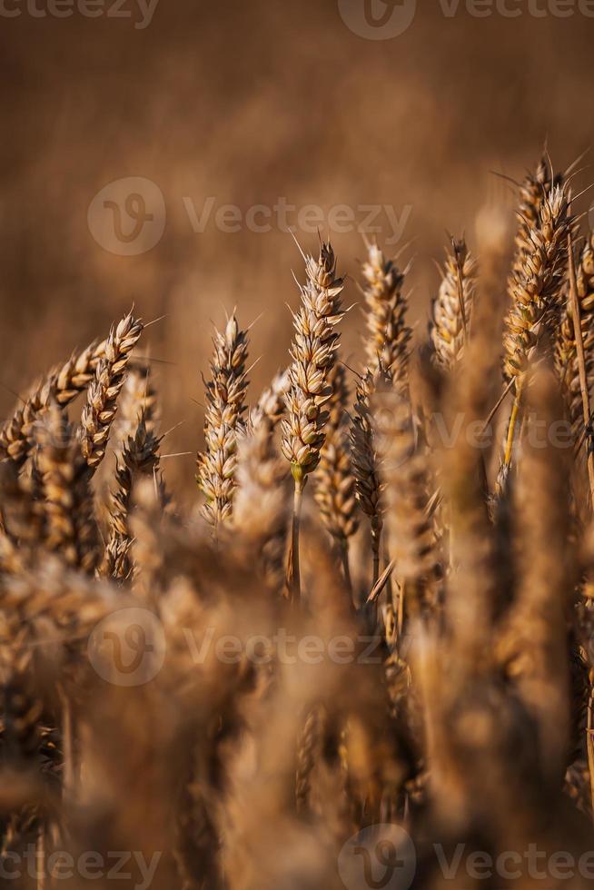 Weizenfeld Nahaufnahme foto