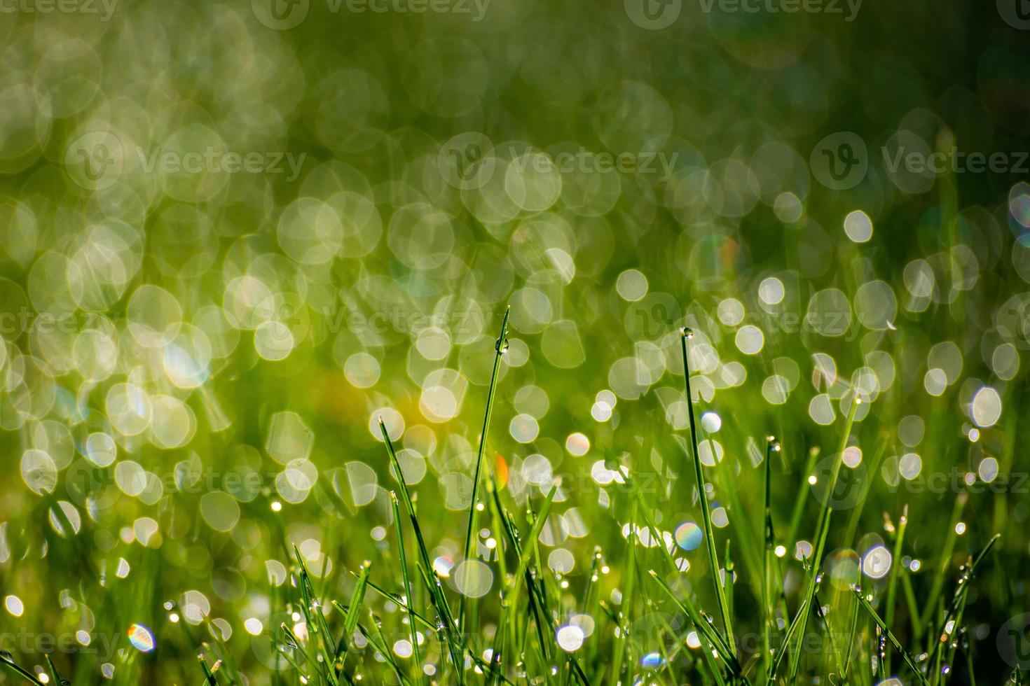 Wassertropfen auf Gras foto