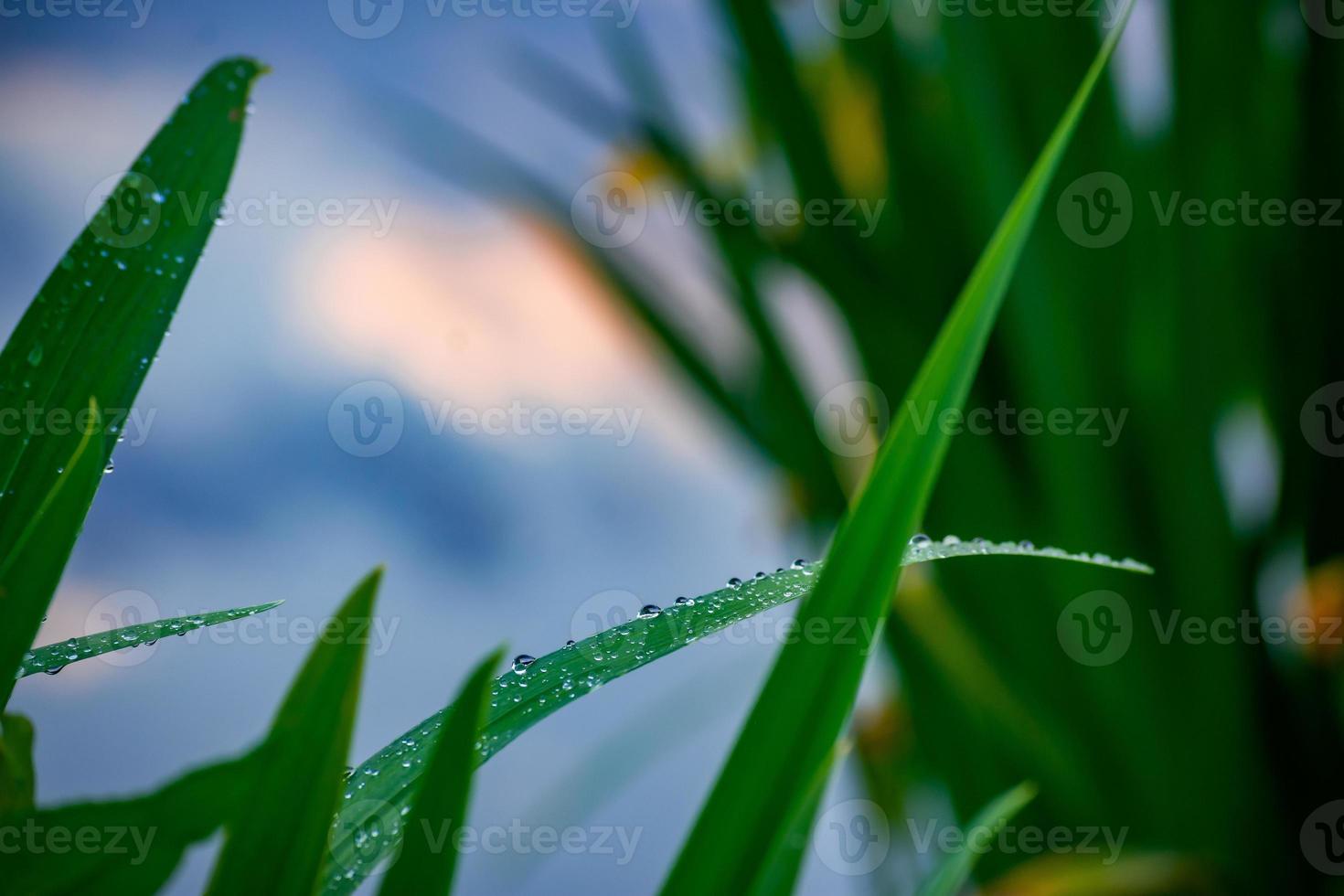 Wassertropfen auf Blätter foto