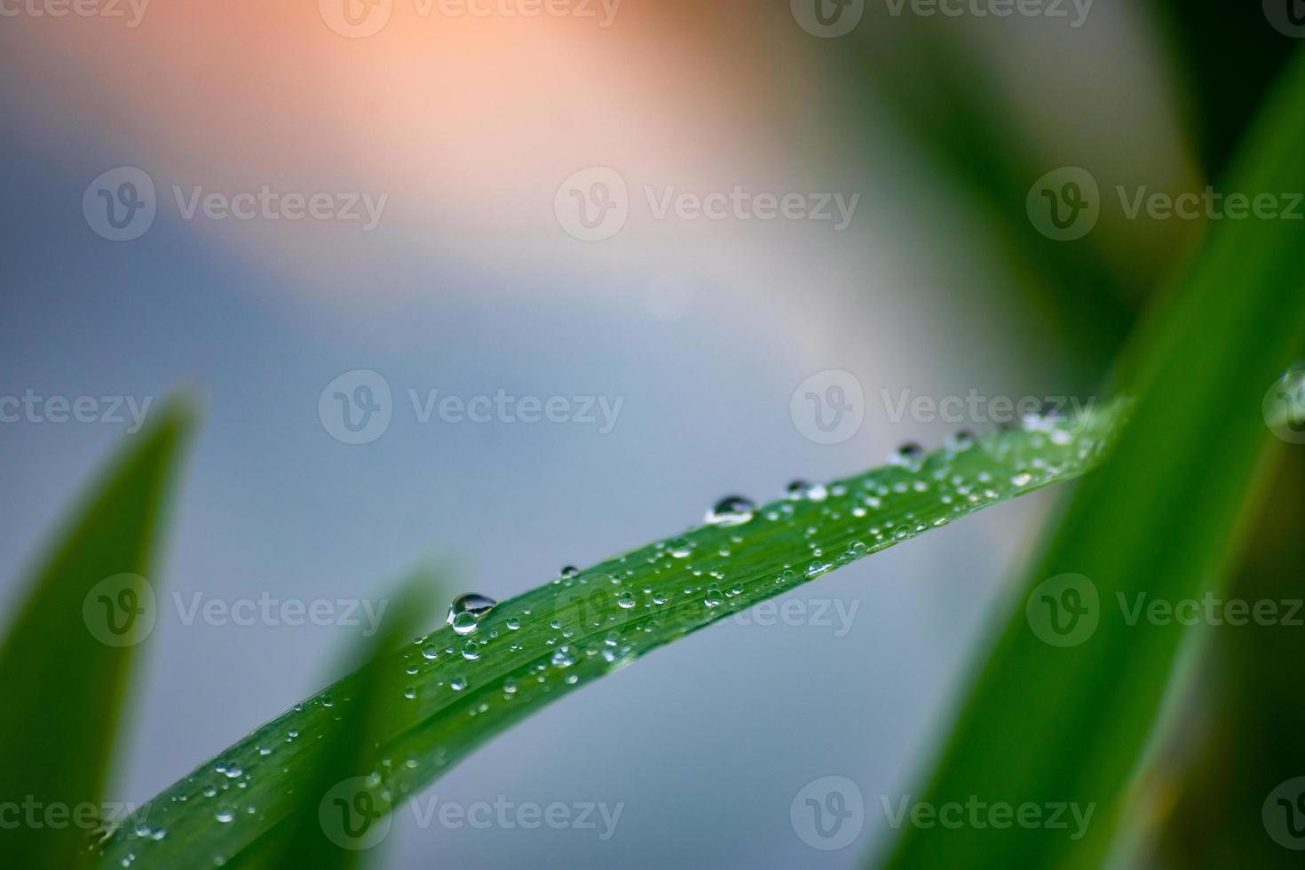 Wassertropfen auf grüne Pflanze foto