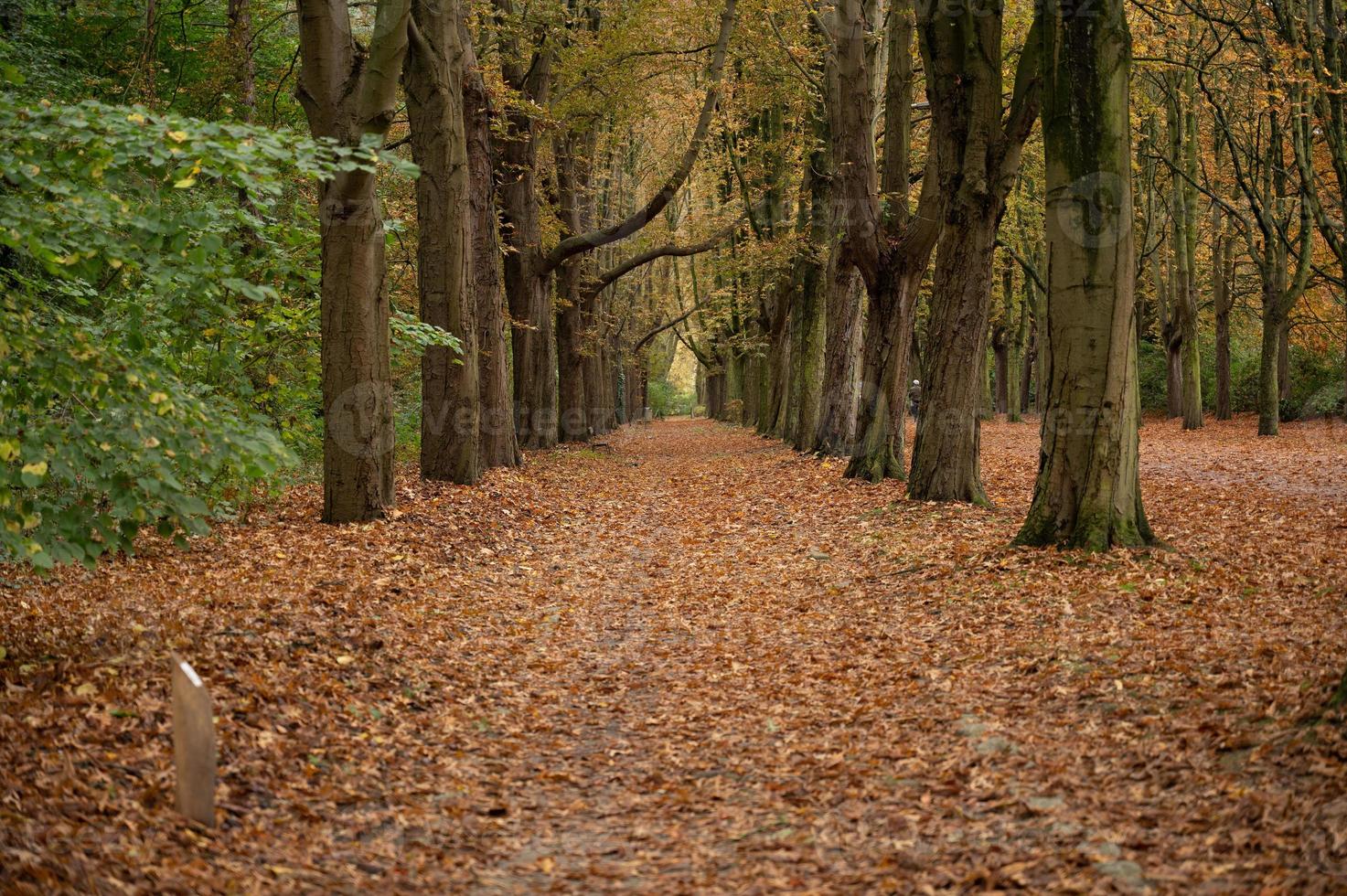 Fußweg mit Blättern bedeckt foto