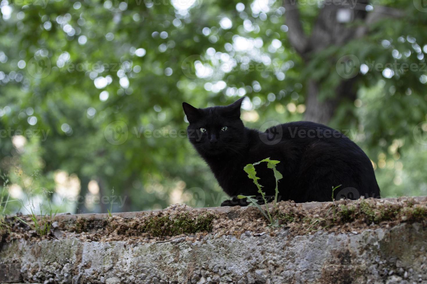 Schwarze Katze auf der Gartenmauer, unscharfer grüner Hintergrund. foto