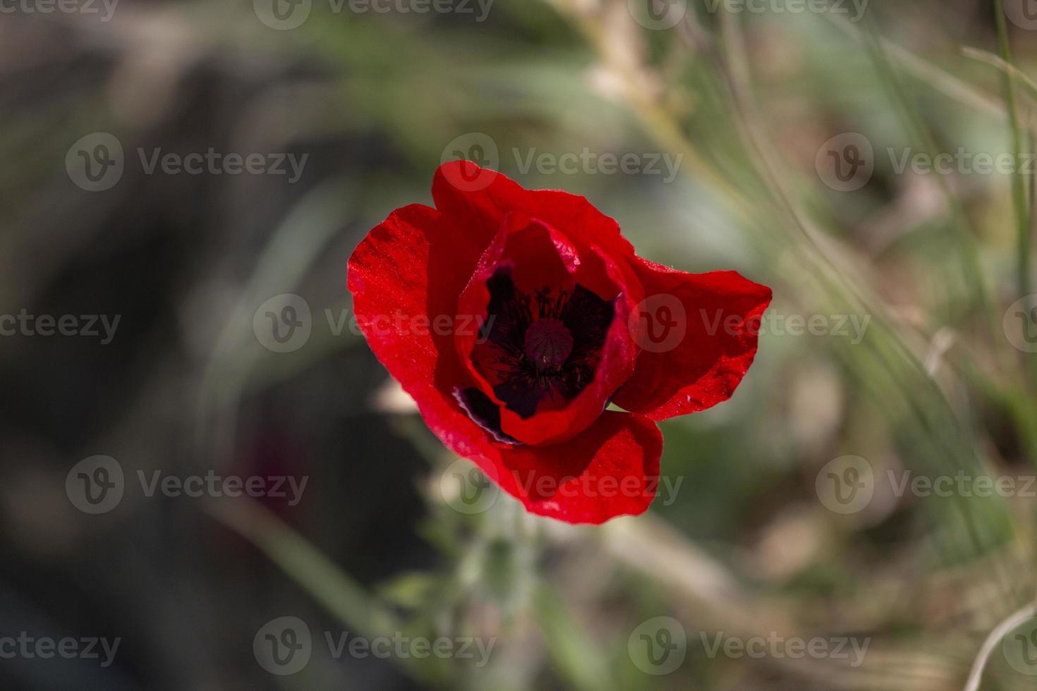 Rote Rose im Garten, Nahaufnahme Blume in der Natur, auf grünem Hintergrund. foto