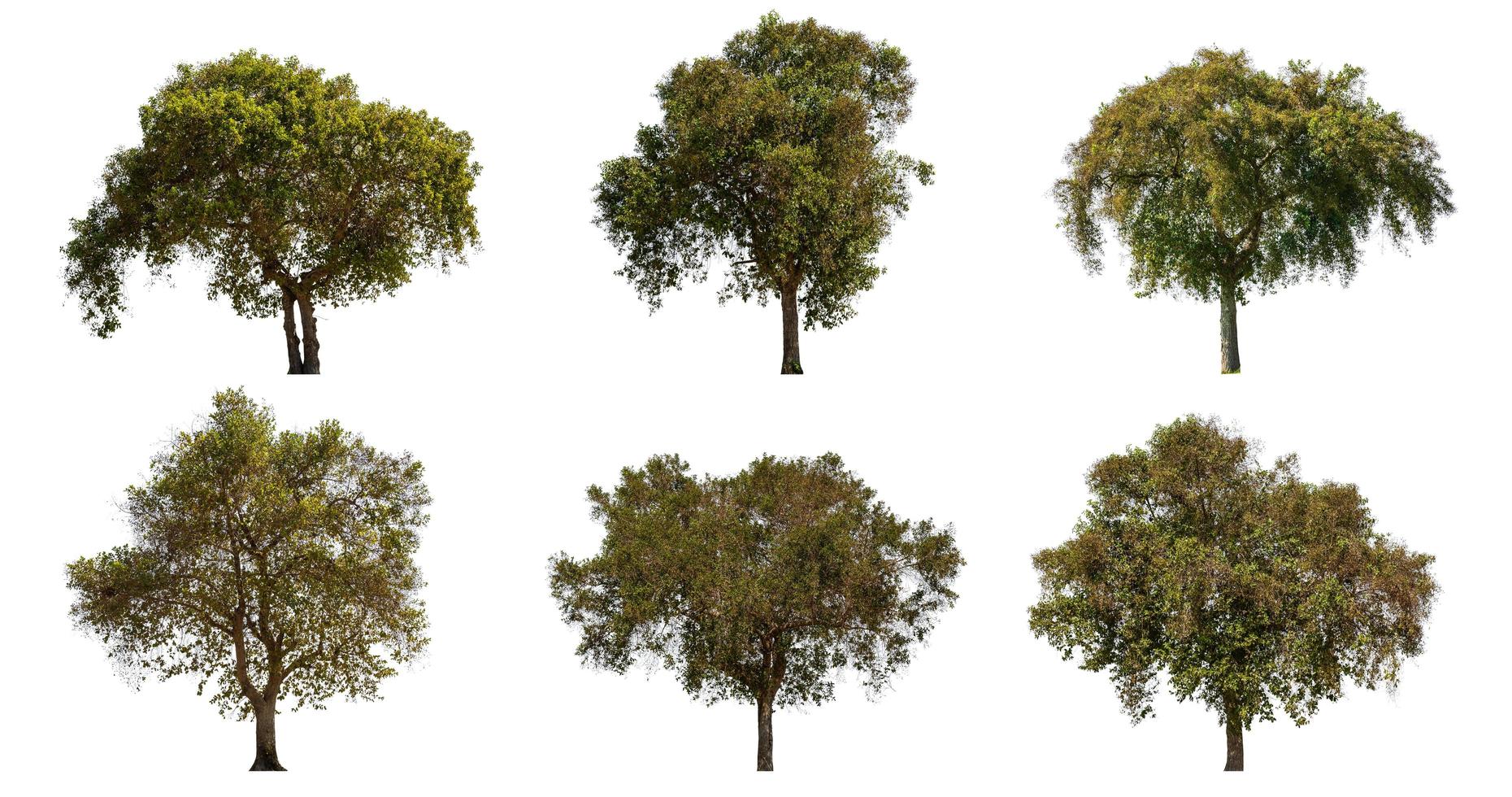 Sammlung von großen tropischen grünen Baum isoliert auf weiss. mit Beschneidungspfad gespeichert foto