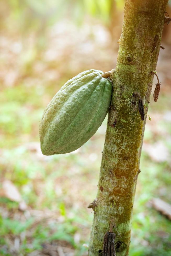 Kakaofrucht auf einem Kakaobaum in einer tropischen Regenwaldfarm. foto