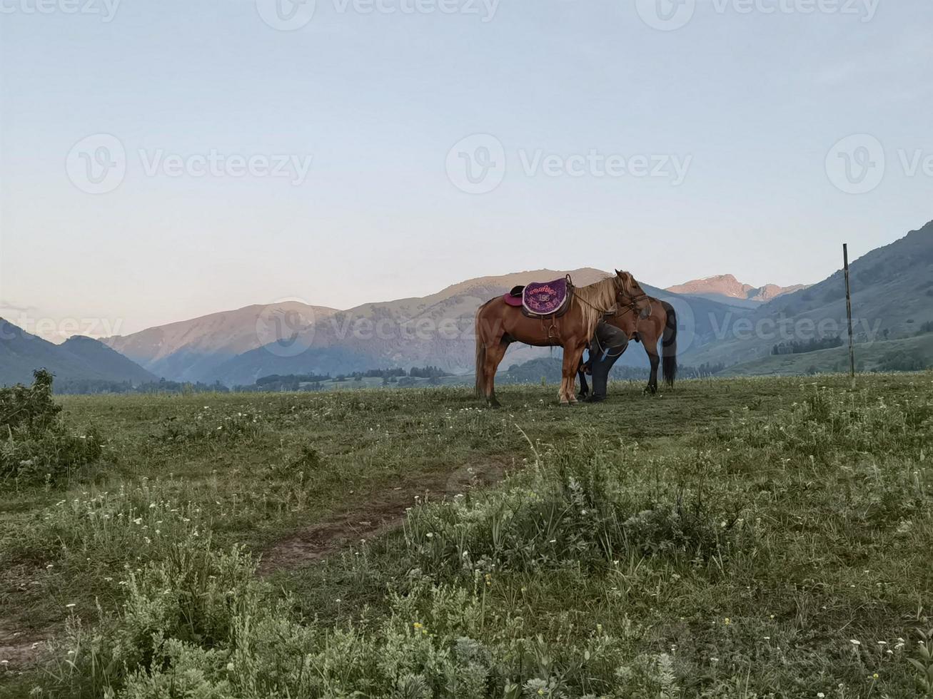 Pferd und grünes Gras, Berg foto