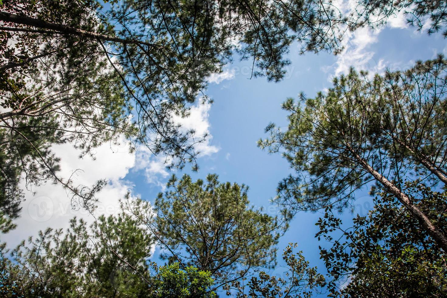 schau nach oben im kiefernwald thailand foto