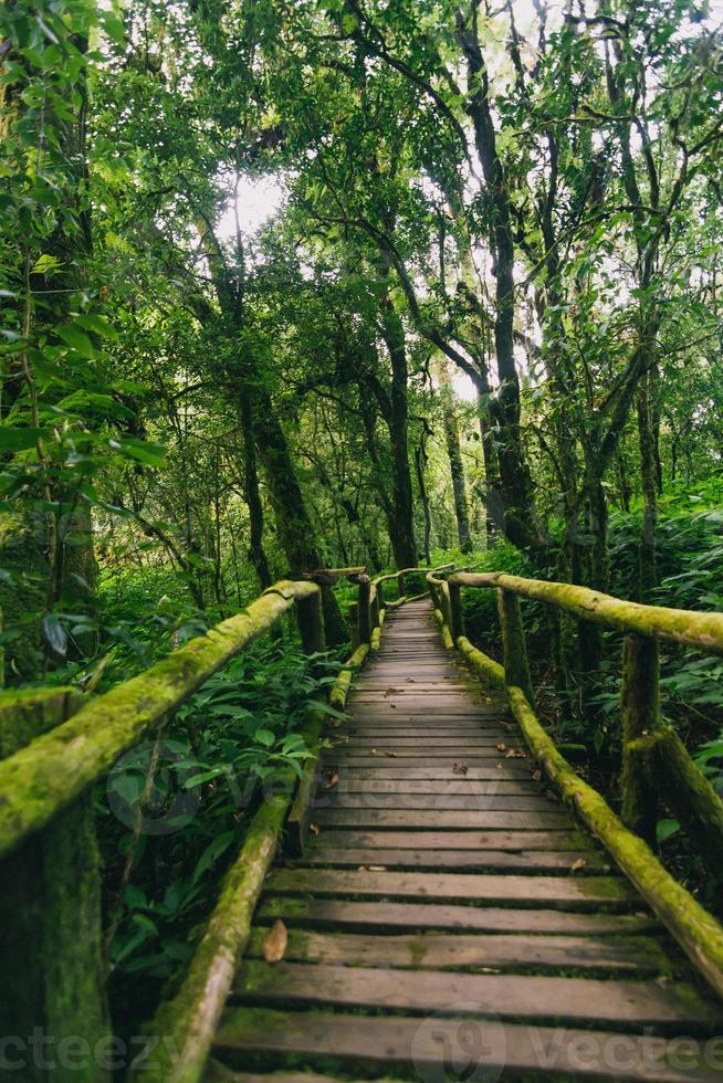 schöner regenwald am naturlehrpfad ang ka im doi inthanon nationalpark, thailand foto