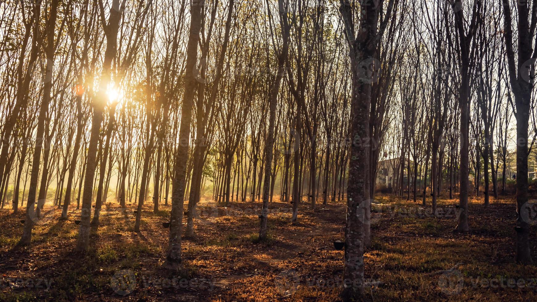 Bewaldete Waldbäume, die vor Sonnenuntergang von goldenem Sonnenlicht hinterleuchtet werden, mit Sonnenstrahlen, die durch Bäume auf dem Waldboden strömen und Äste beleuchten foto