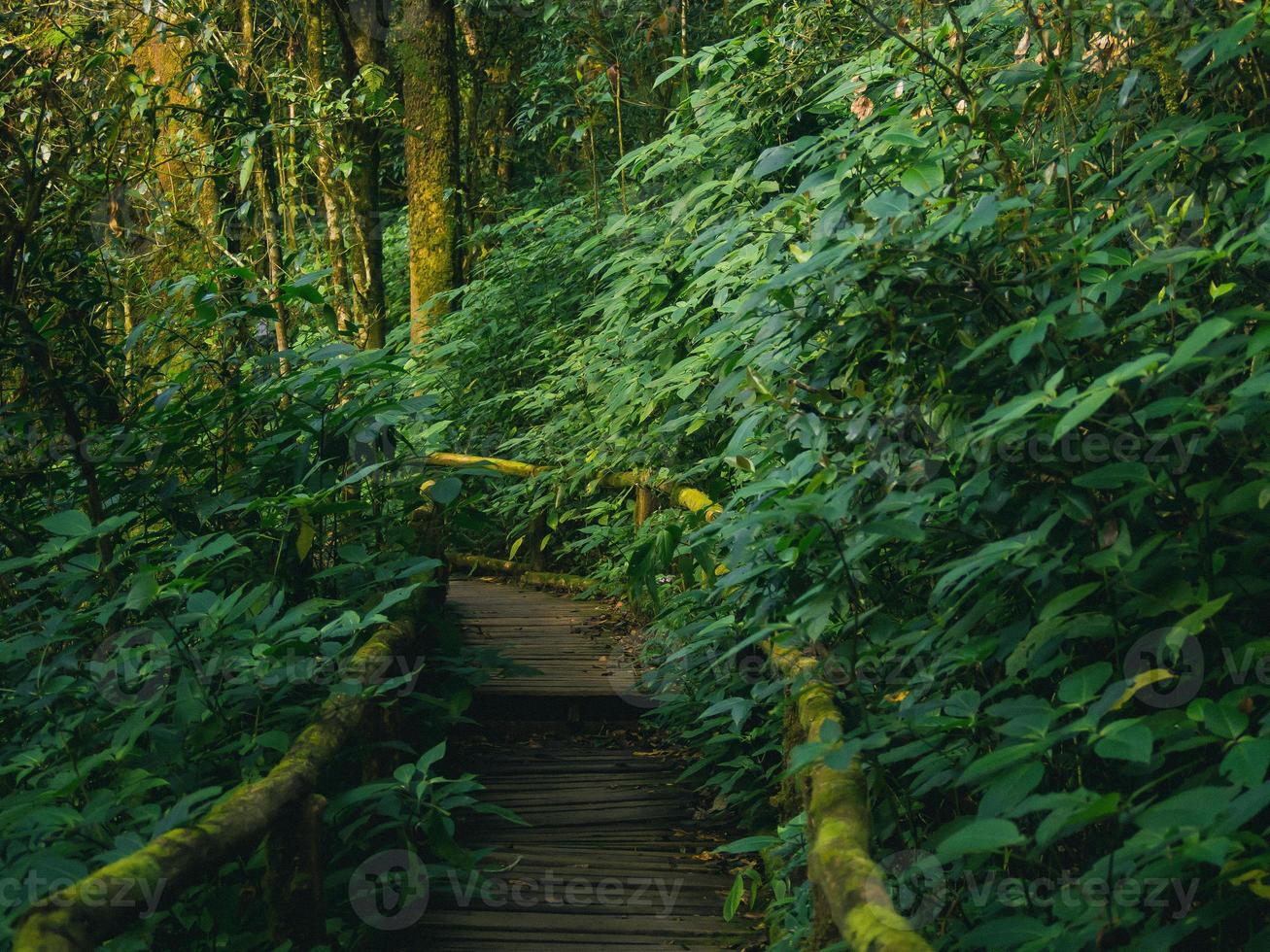 Regenwald im Nationalpark Doi Inthanon, Thailand foto