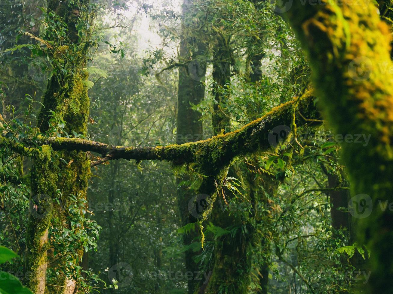 Regenwald im Nationalpark Doi Inthanon, Thailand foto