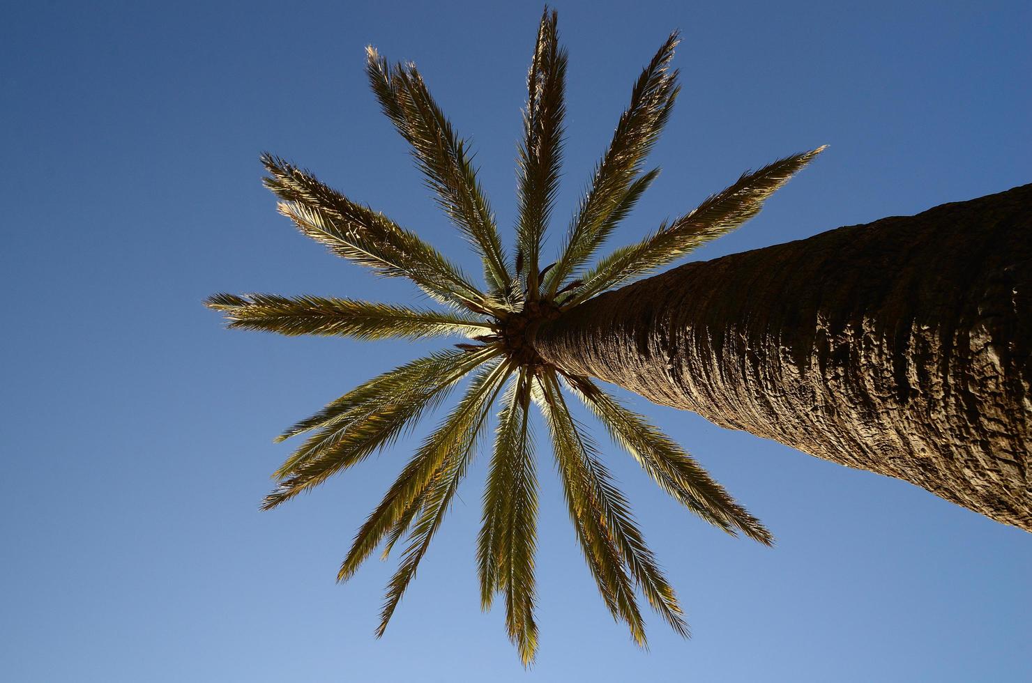 palme und blauer himmel in barcelona foto