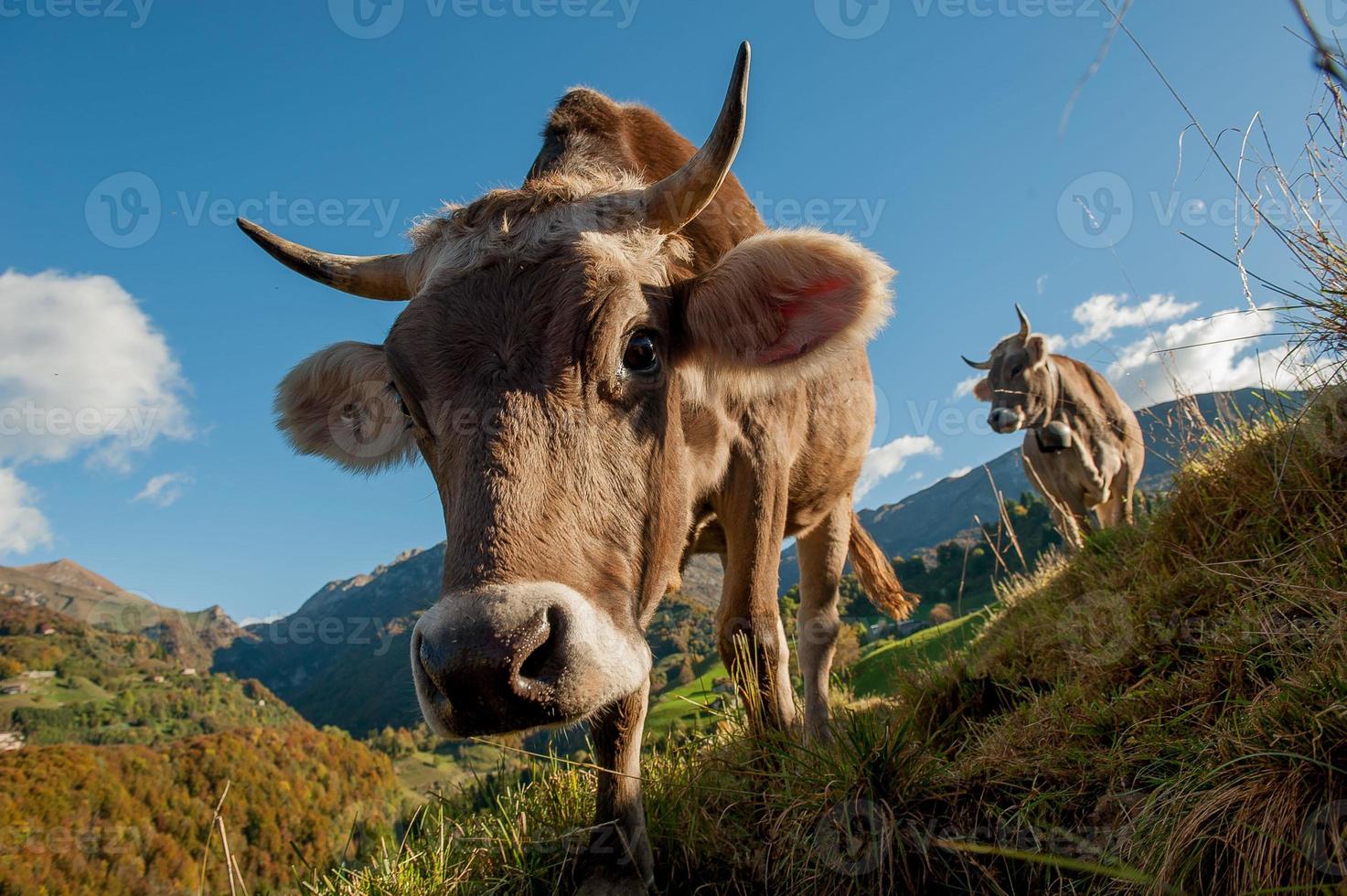 Kühe mit grasenden Kälbern foto