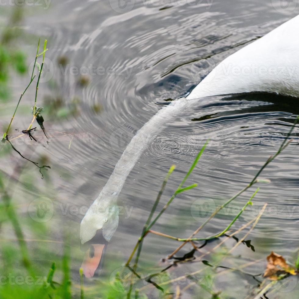 Schwanenhals unter Wasser foto