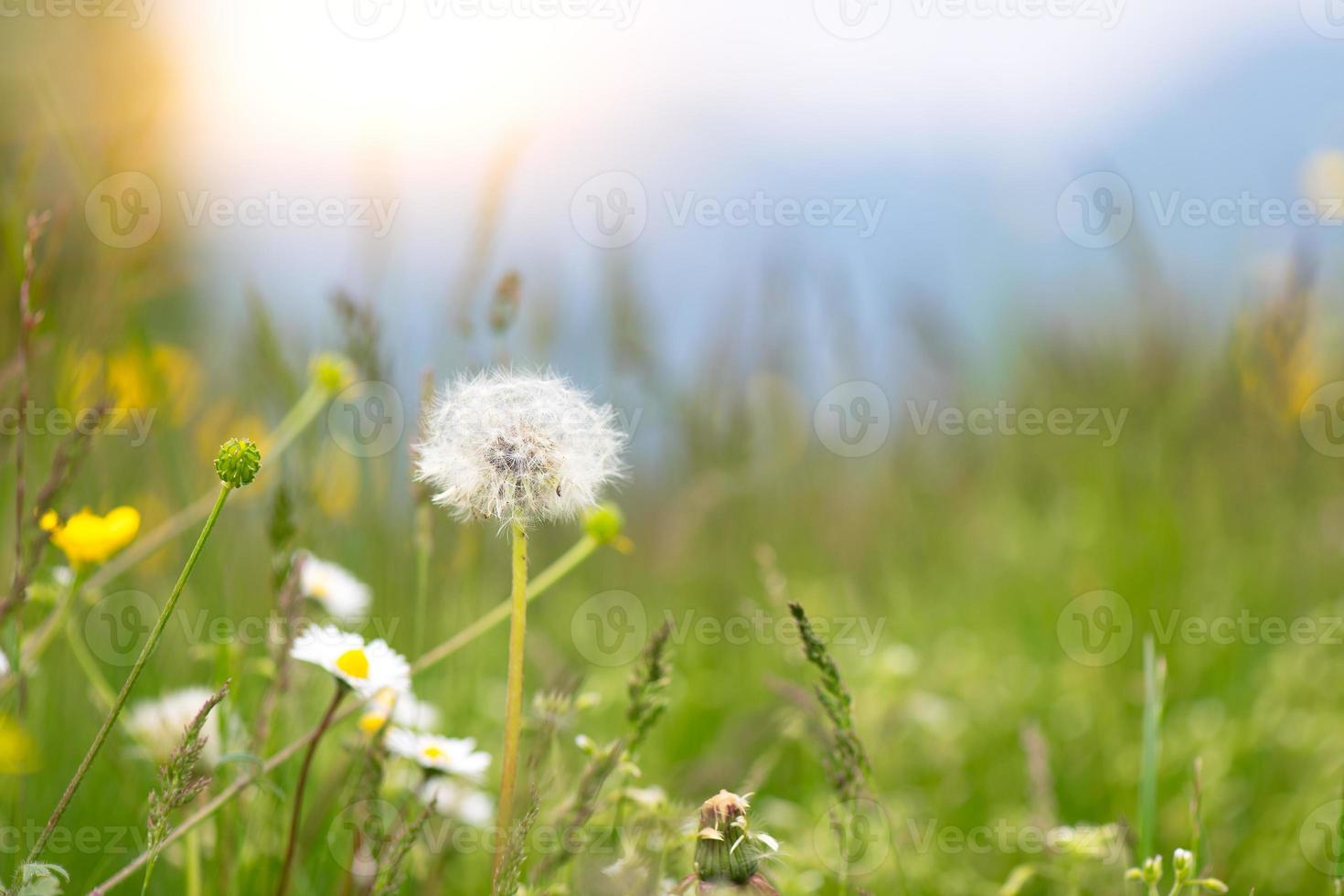 löwenzahnblüte der löwenzahn im frühjahr auf der wiese foto