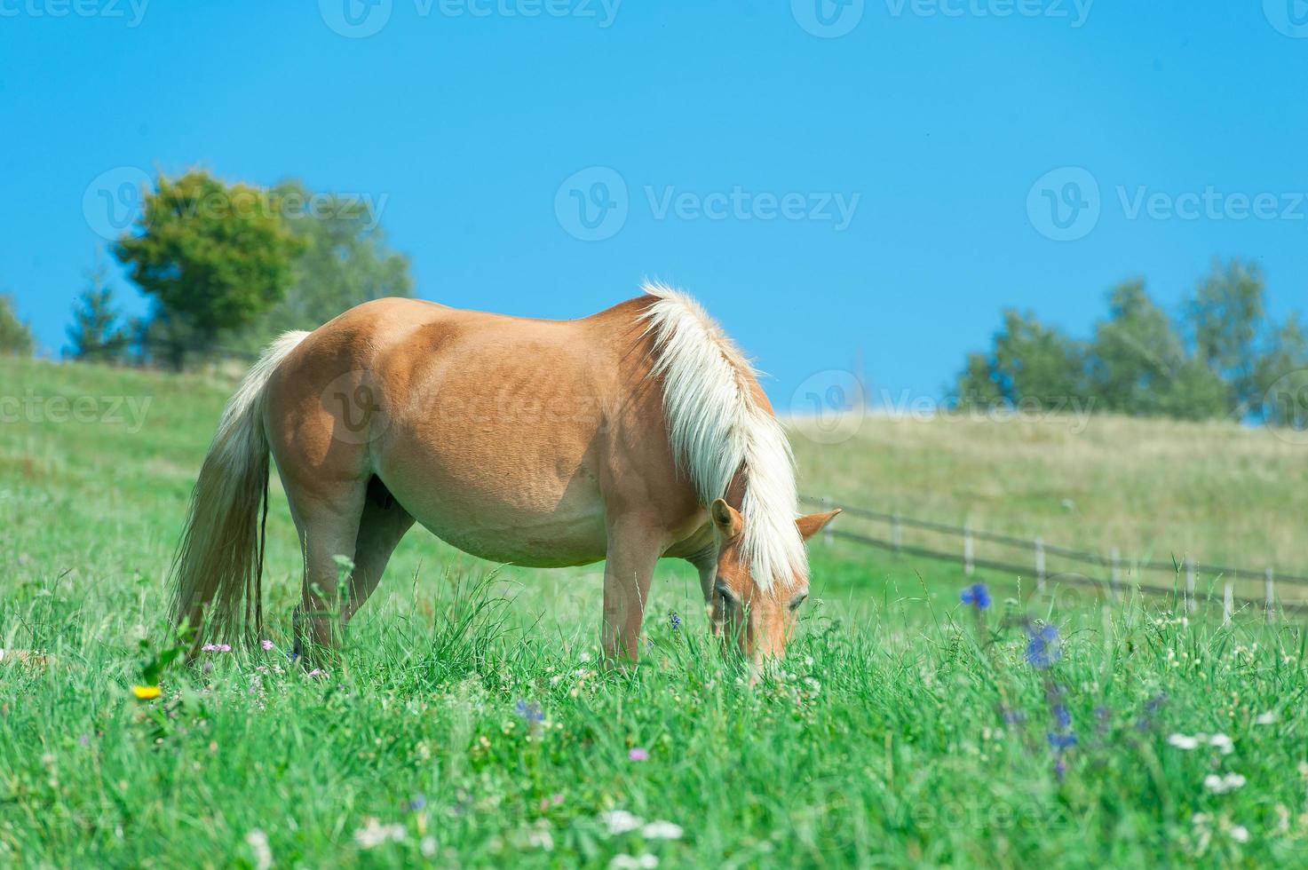 Pferd frisst auf der Wiese foto