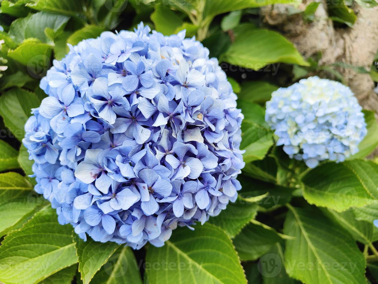 Hydrangea macrophylla Pflanzenart aus der Familie der Hortensiengewächse, die in Japan beheimatet ist. französische Hortensie. schöne und lebendige blaue und grüne Farbe. Pflanzen und Blumen. foto