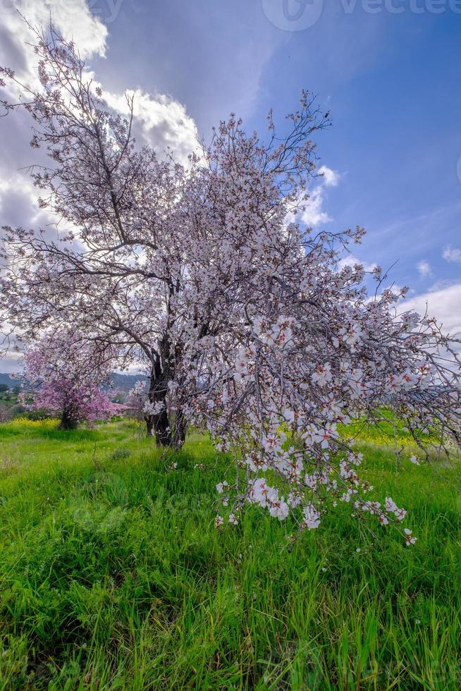 Mandelbaum mit rosa-weißen Blüten. frühlingsankunftsszene. foto