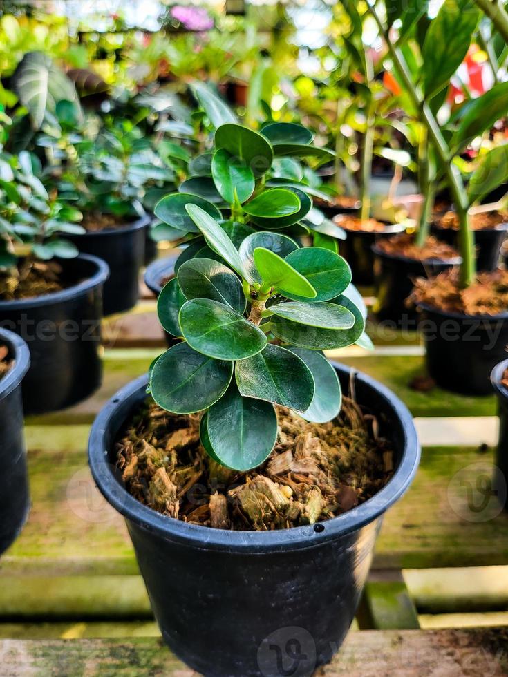 Sukkulenter botanischer Pflanzentopf im Freien im Gewächshaus. frühlingszimmerpflanze auf dem gartenboden eingetopft. botanikgrüne natürliche gartenarbeit, schöner frischer exotischer tropischer wachsender blumentopf. foto