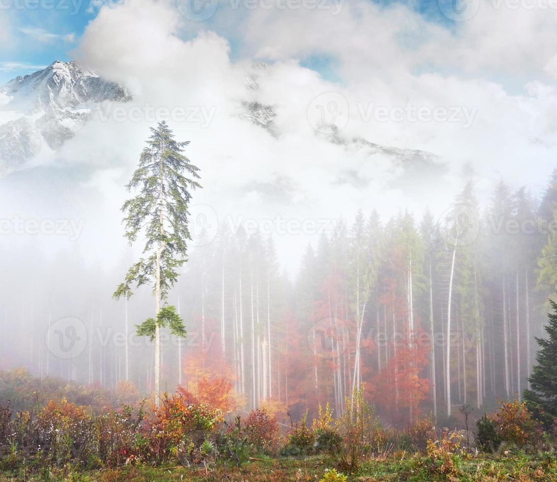 morgennebel kriecht mit fetzen über den herbstlichen bergwald, der mit goldblättern bedeckt ist. schneebedeckte Gipfel majestätischer Berge im Hintergrund foto