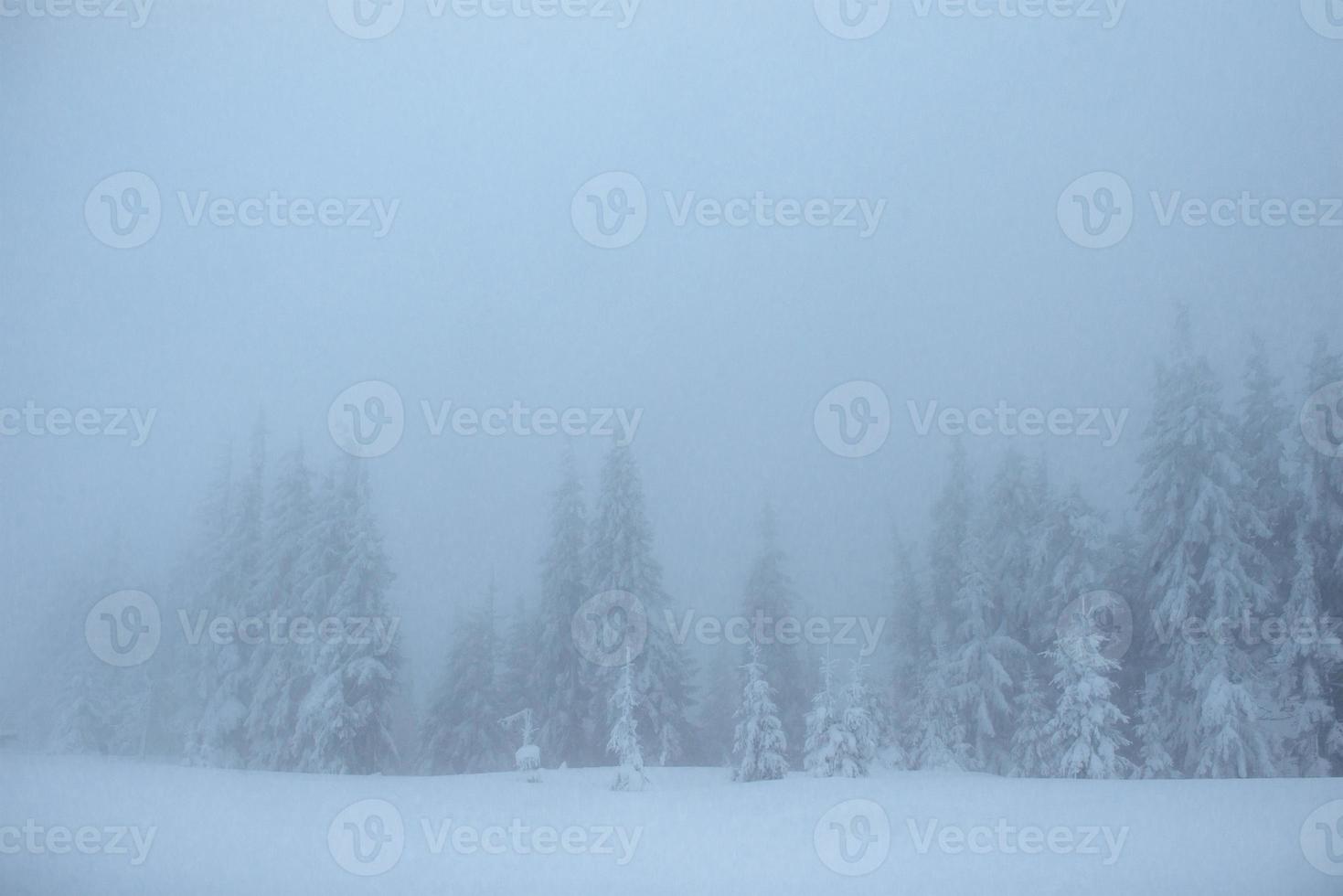 gefrorener Winterwald im Nebel. kiefer in der natur mit frischem schnee bedeckt karpaten, ukraine foto