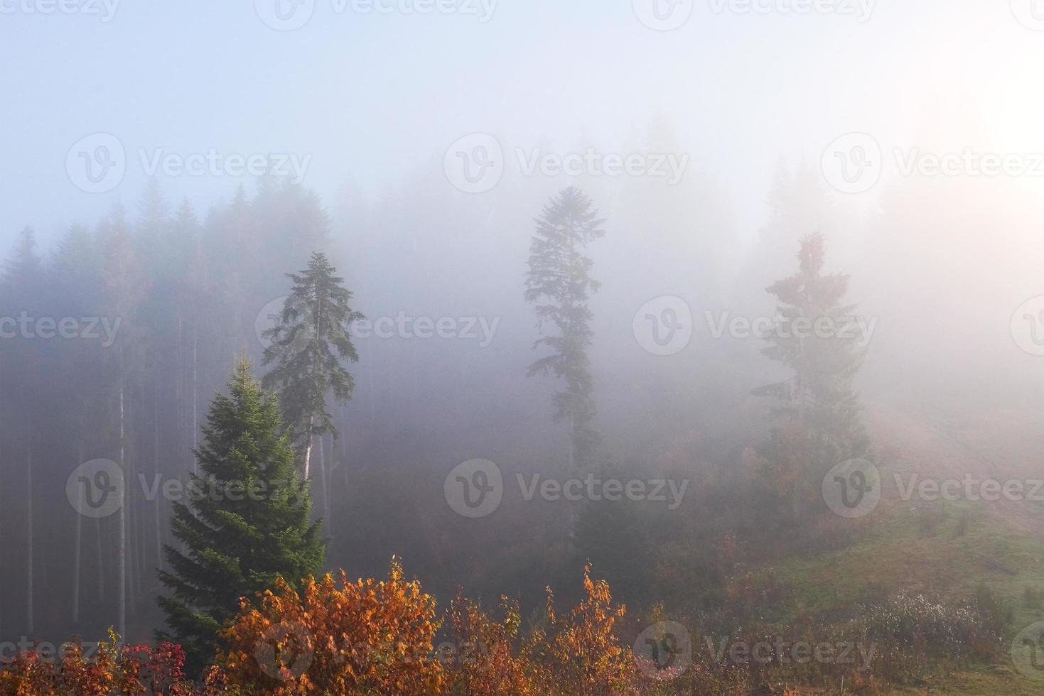 morgennebel kriecht mit fetzen über den herbstlichen bergwald, der mit goldblättern bedeckt ist foto