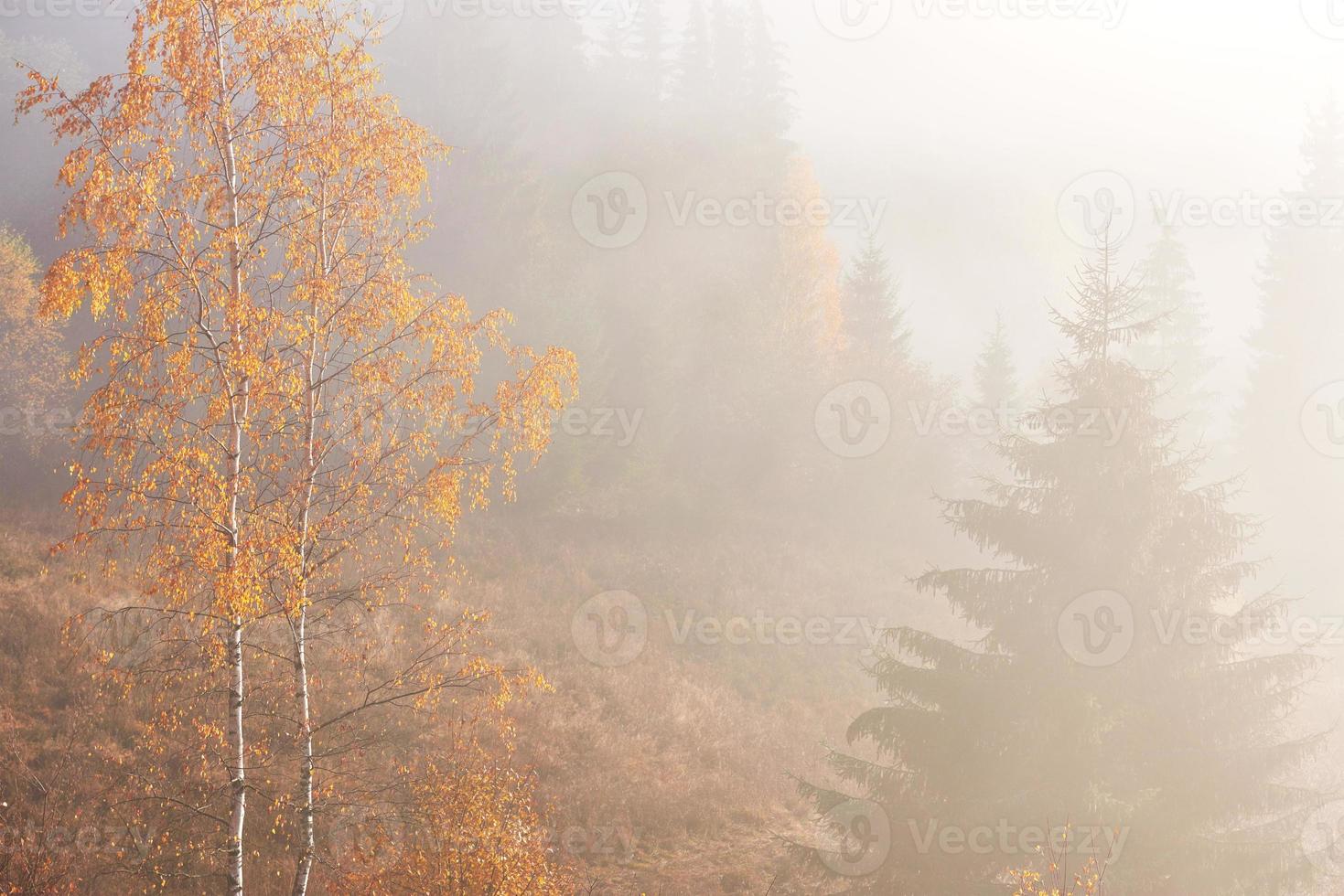 Herbstnebel und die schöne Morgensonne in einer Landschaft foto