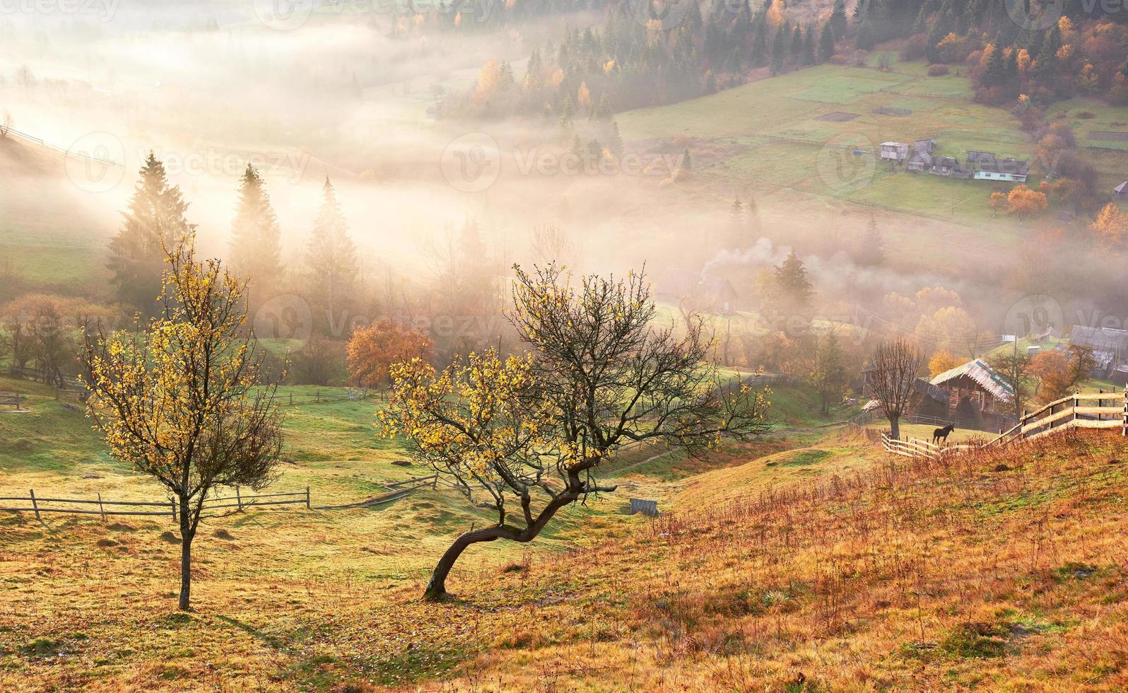 Glänzender Baum auf einem Hügelhang mit sonnigen Strahlen im mit Nebel bedeckten Bergtal. wunderschöne Morgenszene. rote und gelbe Herbstblätter. Karpaten, Ukraine, Europa. Entdecken Sie die Welt der Schönheit foto