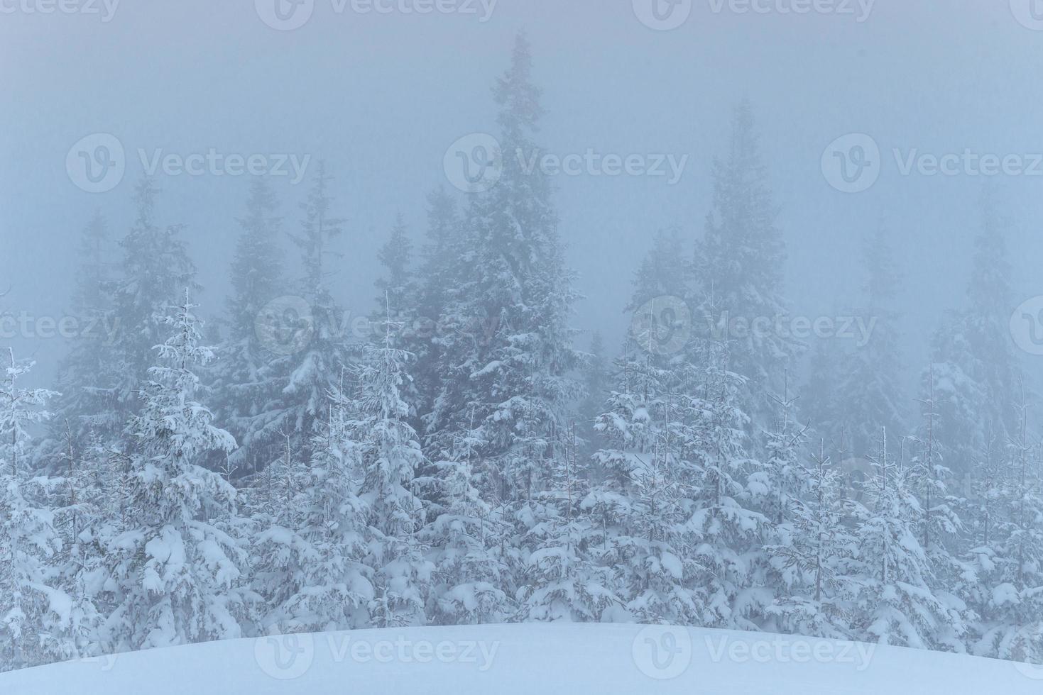 gefrorener Winterwald im Nebel. kiefer in der natur mit frischem schnee bedeckt karpaten, ukraine foto