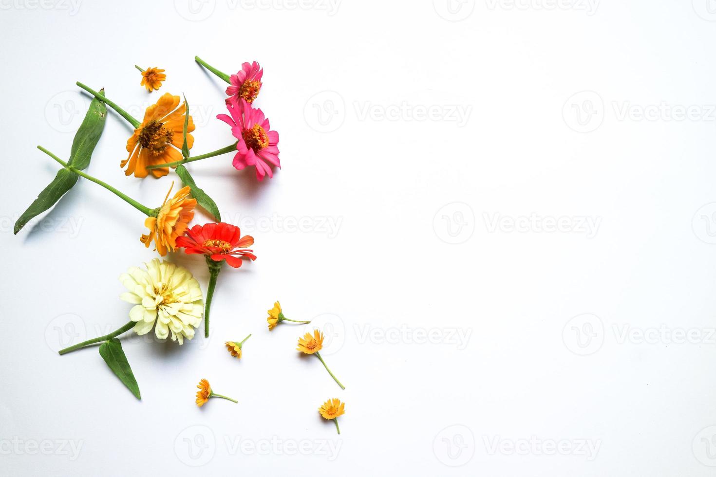 schöne zinnia-blumenzusammensetzung auf dem weißen hintergrund lokalisiert. flache Lage, Draufsicht, Kopie flaches Stillleben. foto