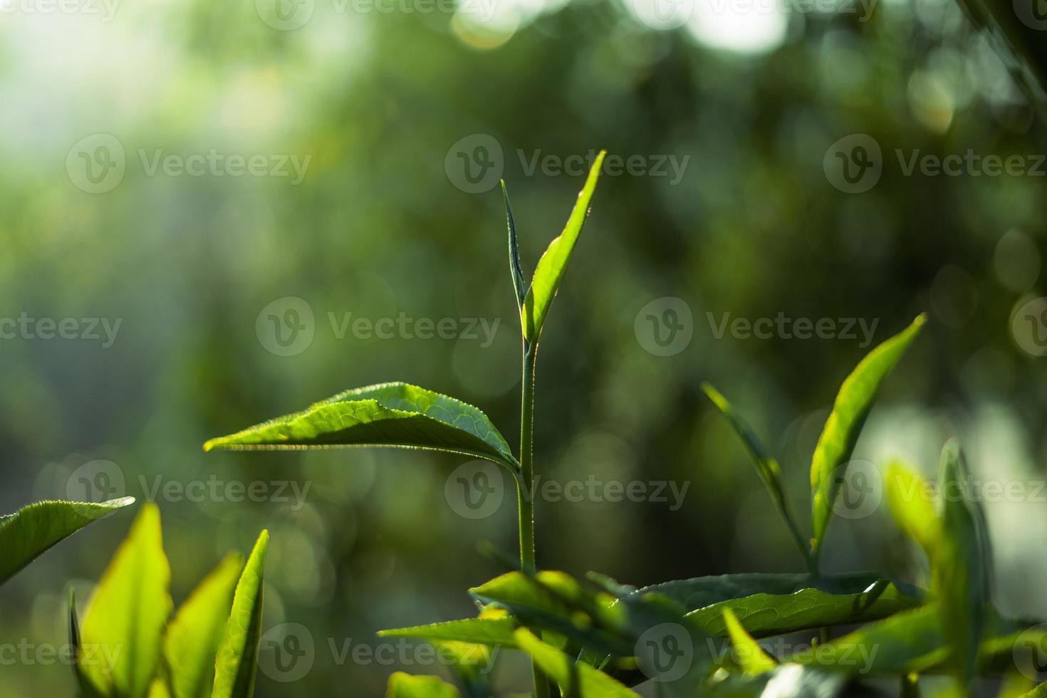 grüne Teeblätter im Abendlicht der Natur foto