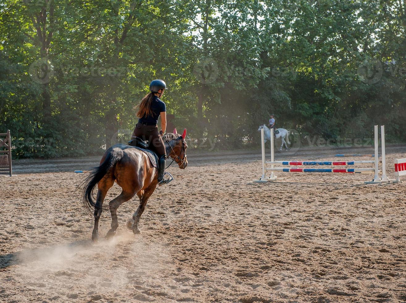 Pferdegalopp montiert von amazon foto