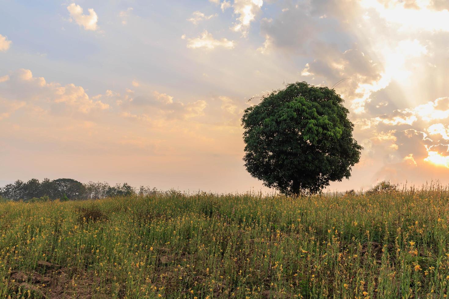 Landschaftsansicht von Bäumen in einem Feld von gelben Blumen in der Abendsonne. foto