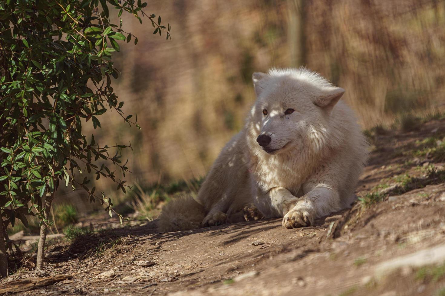 Polarwolf im Sonnenschein foto