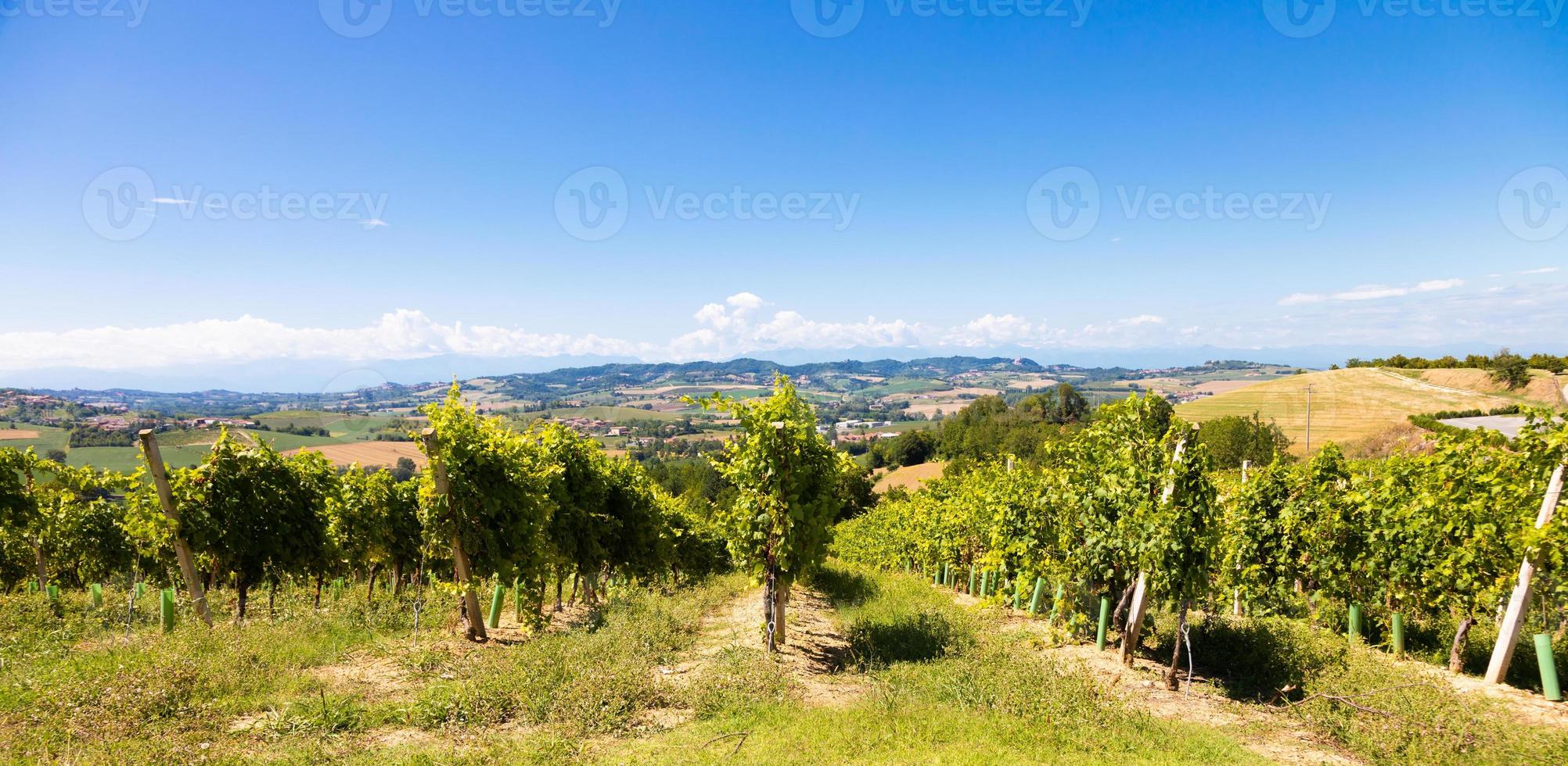 Barbera-Weinberg in der Region Piemont, Italien. ländliche landschaft im langhe-gebiet foto