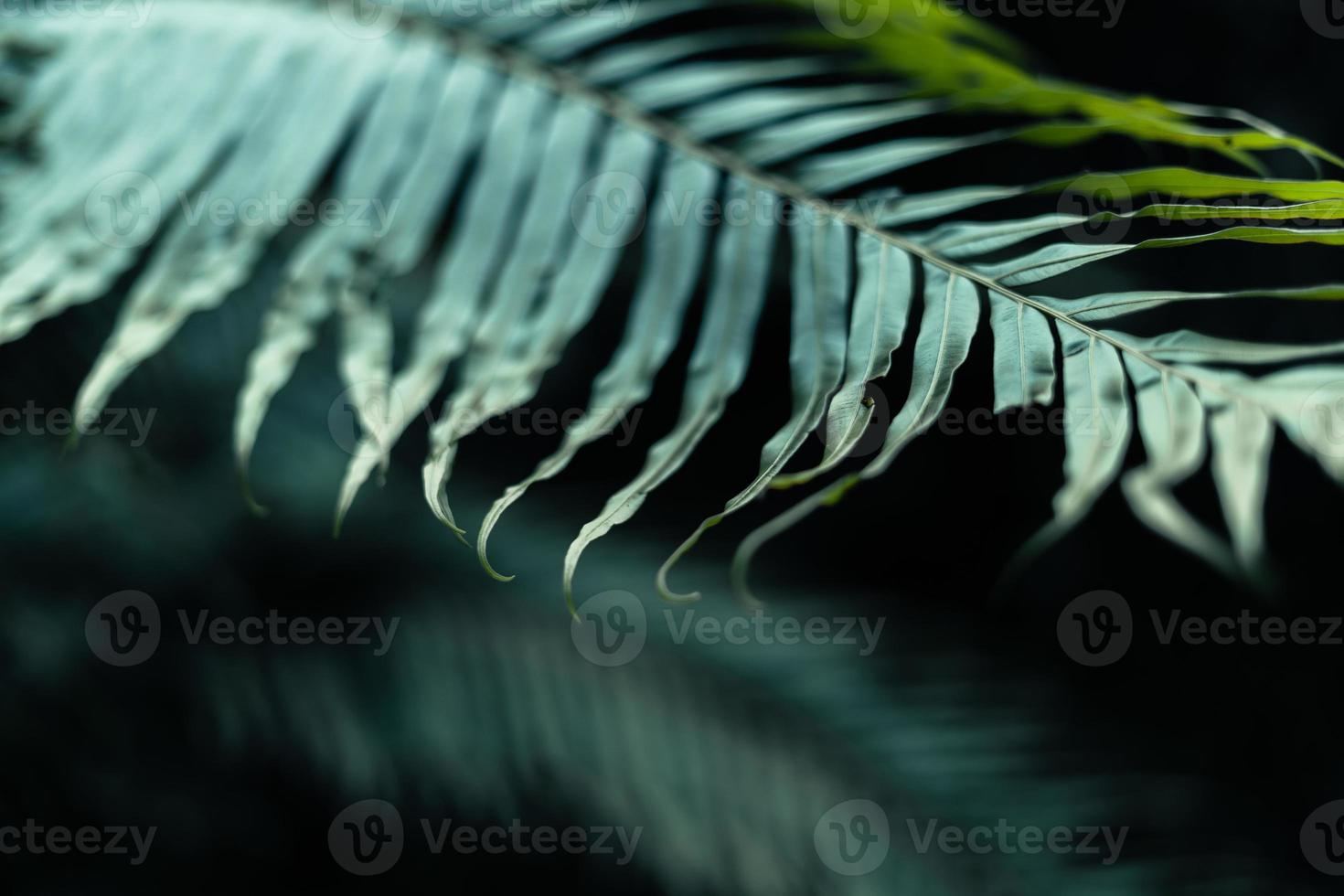 dunkle blätter im waldlaubhintergrund in der natur foto