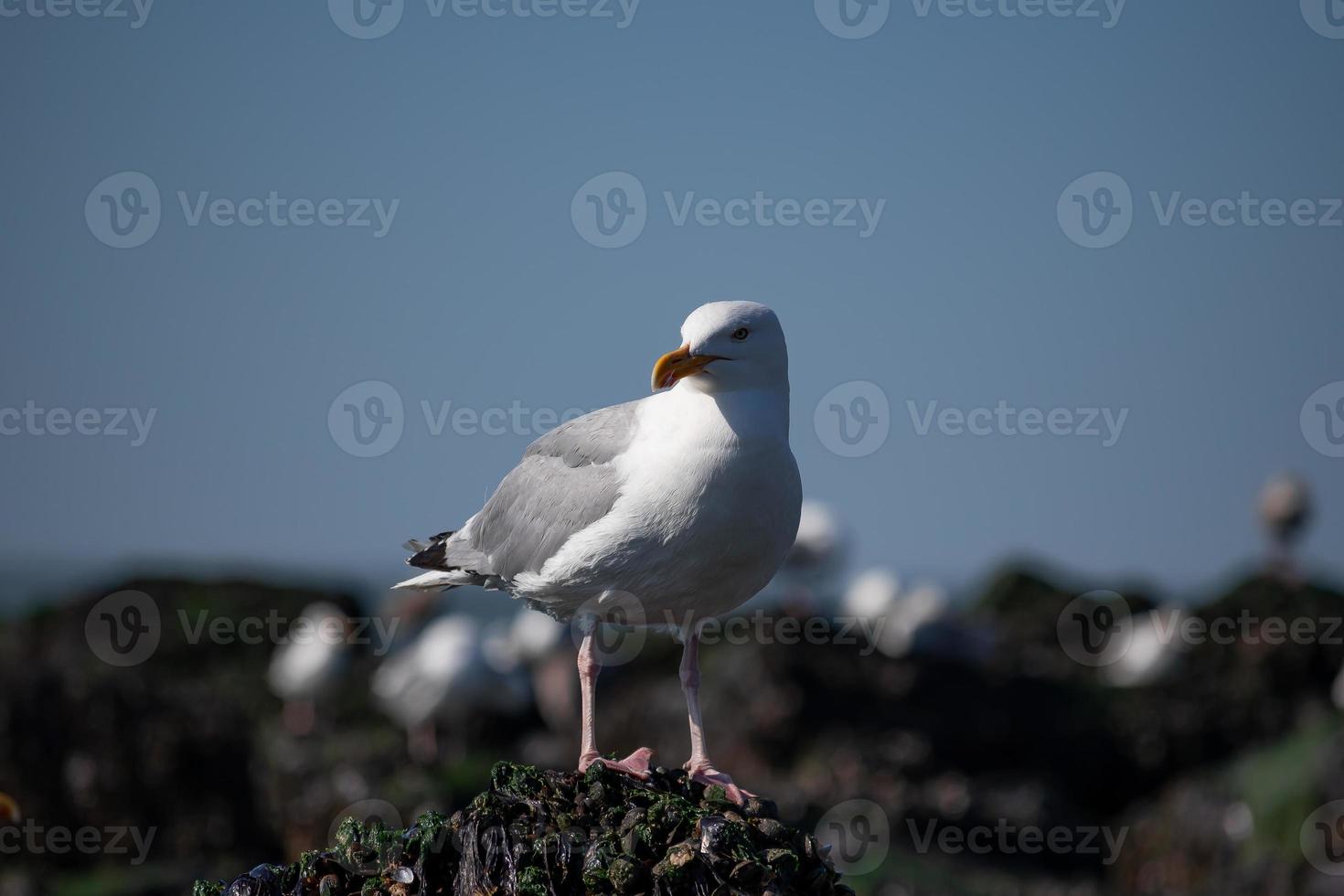 Möwe, die auf einem Felsen sitzt foto